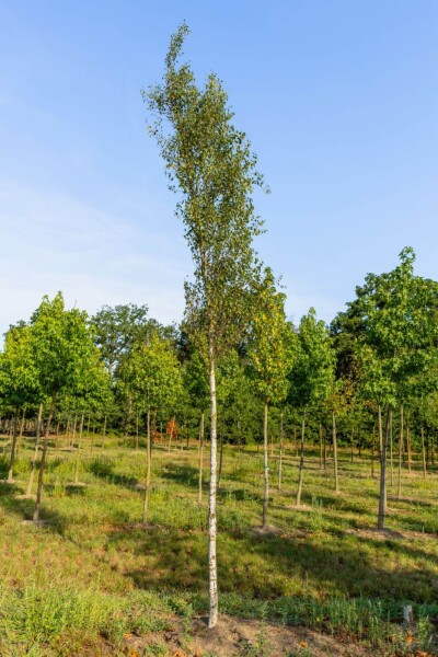 Betula pendula 'Fastigiata' hoogstam 12/14