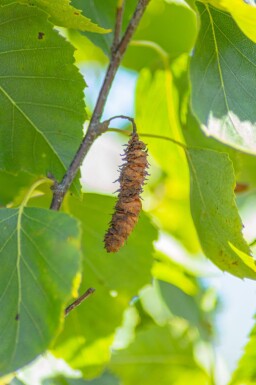 Betula pendula 'Fastigiata' hoogstam 12/14