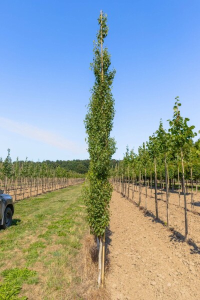 Betula pendula 'Fastigiata' beveerd 12/14