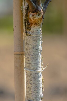 Betula pendula 'Fastigiata' beveerd 12/14