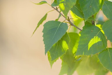Betula pendula 'Fastigiata' beveerd 12/14