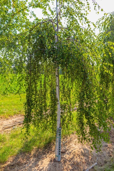 Betula pendula 'Youngii' hoogstam 18/20