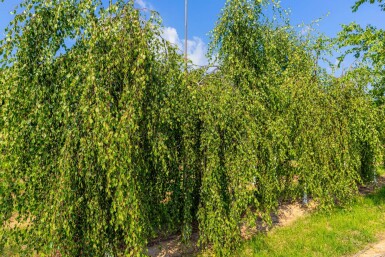Betula pendula 'Youngii' hoogstam
