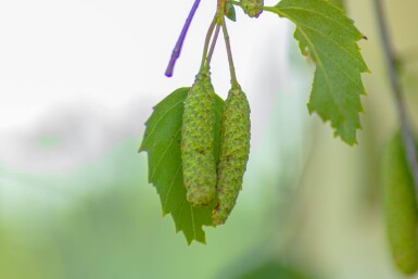 Betula pendula 'Youngii' hoogstam 18/20