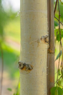 Betula pendula 'Youngii' hoogstam 18/20