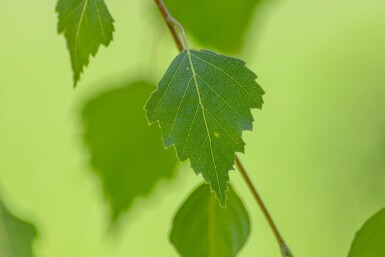 Betula pendula 'Youngii' hoogstam 18/20