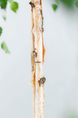 Betula pendula 'Youngii' hoogstam 18/20