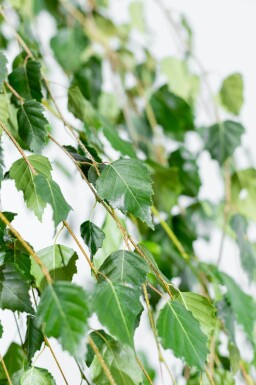 Betula pendula 'Youngii' hoogstam 18/20