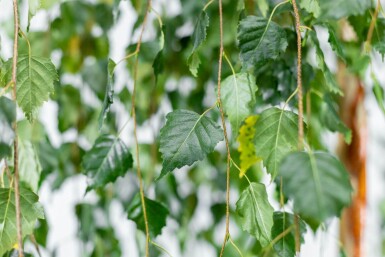Betula pendula 'Youngii' hoogstam 18/20