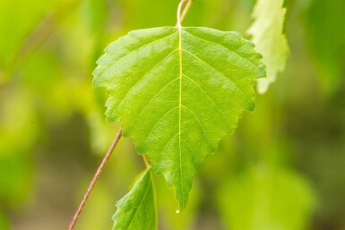 Betula pendula 'Youngii' hoogstam 18/20