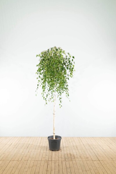 Betula pendula 'Youngii' hoogstam 10/12 225cm stam