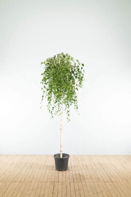 Betula pendula 'Youngii' treurvorm