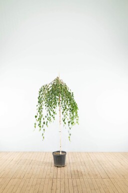 Betula pendula 'Youngii' treurvorm
