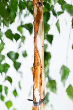 Betula pendula 'Youngii' hoogstam 10/12 225cm stam