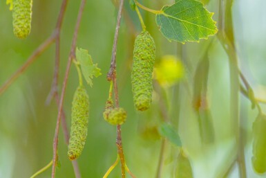 Betula pendula 'Youngii' hoogstam 10/12 225cm stam