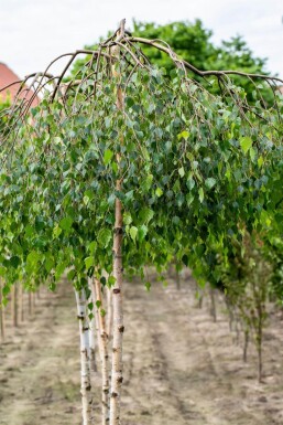 Betula pendula 'Youngii' hoogstam 10/12 225cm stam