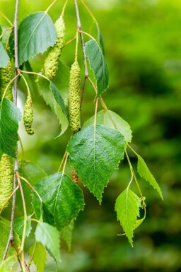 Betula pendula 'Youngii' hoogstam 10/12 225cm stam