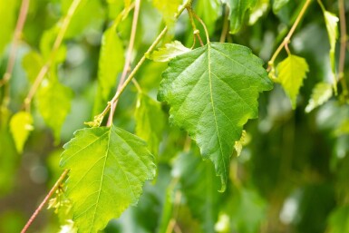 Betula pendula 'Youngii' hoogstam 10/12 225cm stam