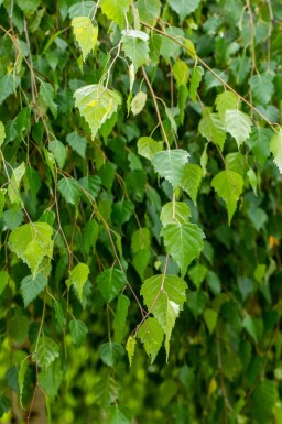 Betula pendula 'Youngii' hoogstam 10/12 225cm stam