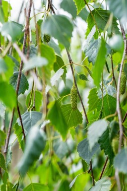 Betula pendula 'Youngii' hoogstam 10/12 225cm stam