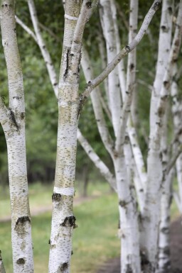 Betula pubescens hoogstam 10/12