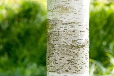 Betula utilis hoogstam