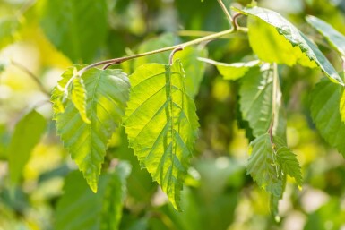 Betula utilis meerstammig