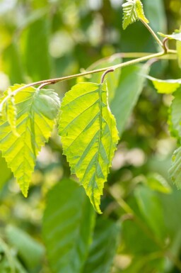 Betula utilis meerstammig 300-350