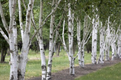 Betula utilis meerstammig 300-350