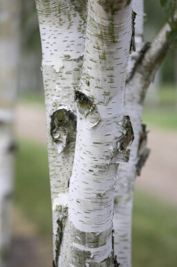 Betula utilis meerstammig 300-350