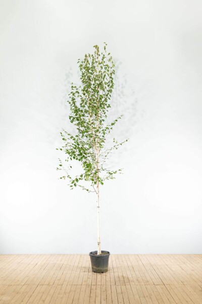 Betula utilis 'Doorenbos' hoogstam 12/14
