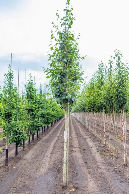 Betula utilis 'Doorenbos' hoogstam
