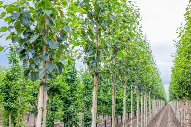 Betula utilis 'Doorenbos' hoogstam 12/14