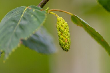 Betula utilis 'Doorenbos' hoogstam 12/14