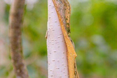 Betula utilis 'Doorenbos' hoogstam 12/14