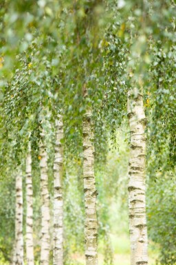 Betula utilis 'Doorenbos' hoogstam 12/14