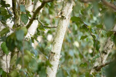 Betula utilis 'Doorenbos' beveerd