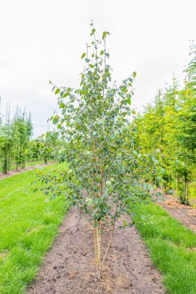 Betula utilis 'Doorenbos' meerstammig 250-300