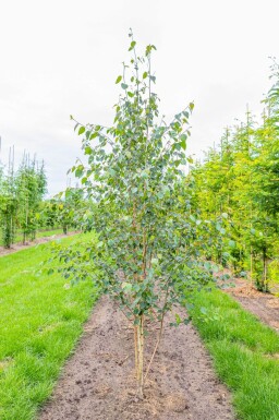 Betula utilis 'Doorenbos' meerstammig 250-300