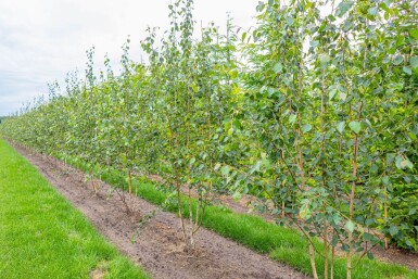 Betula utilis 'Doorenbos' meerstammig 250-300