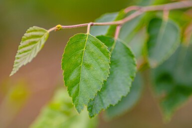 Betula utilis 'Doorenbos' meerstammig 250-300