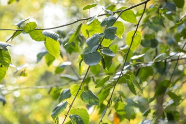 Betula utilis 'Doorenbos' meerstammig 250-300