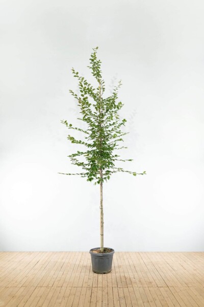 Carpinus betulus hoogstam 25-30