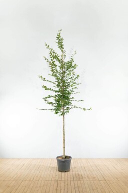 Carpinus betulus hoogstam 25-30