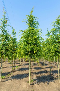 Carpinus betulus hoogstam 25-30