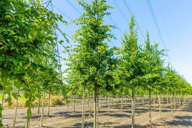 Carpinus betulus hoogstam 25-30