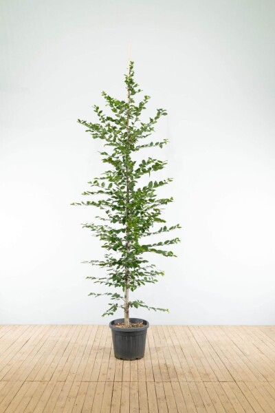 Carpinus betulus beveerd 6-8
