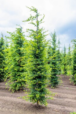 Carpinus betulus beveerd
