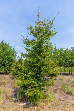 Carpinus betulus beveerd 6-8