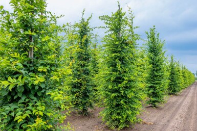 Carpinus betulus beveerd 6-8